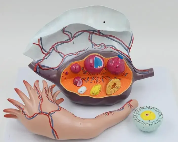 Kadın Büyüt Yumurtalık Yapısı Anatomik Çalışma model beyin Yüksek kaliteli NE