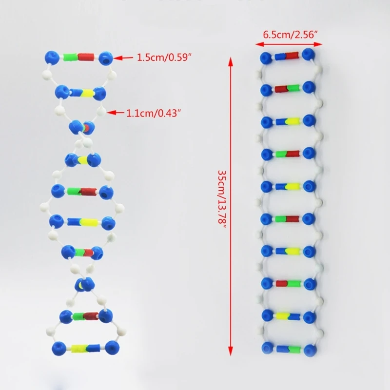 Çift Sarmal Yapı Modeli DNA Modelleri Biyolojik Bilimler öğretim aracı Bilim Sınıfı için Ekran model beyin LX9A