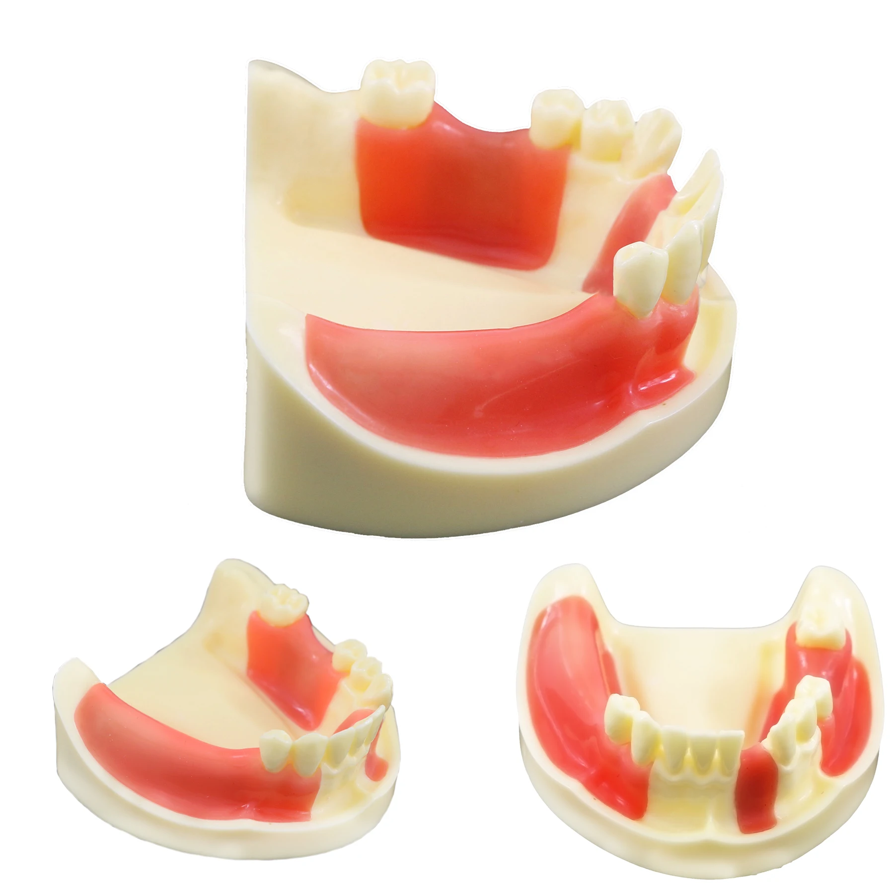 Diş Modeli Eğitim Diş Hekimliği Diş Hekimi Öğrenci Uygulama Kesme Sütür İmplant Diş Modelleri Diş model beyin