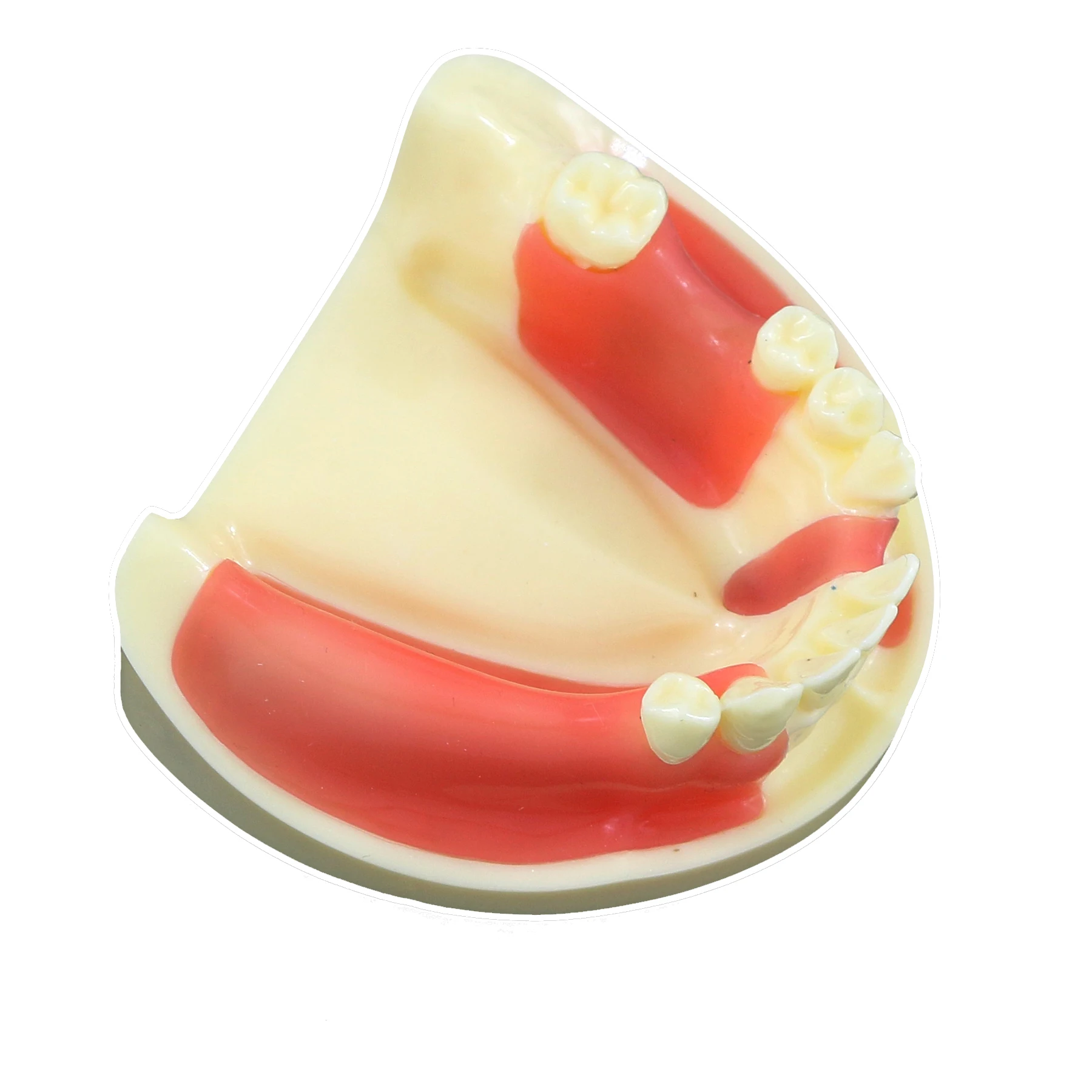 Diş Modeli Eğitim Diş Hekimliği Diş Hekimi Öğrenci Uygulama Kesme Sütür İmplant Diş Modelleri Diş model beyin